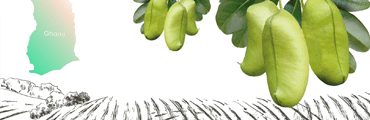 Product explainer video thumbnail for CleanMood animation project featuring Ghana agriculture illustration